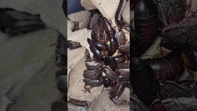 Мраморные тараканы и яблоки. 11 июля 2025 г.