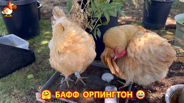 Куры Бафф Орпингтон ласковые золотые несушки❣️🤗😂 (22)