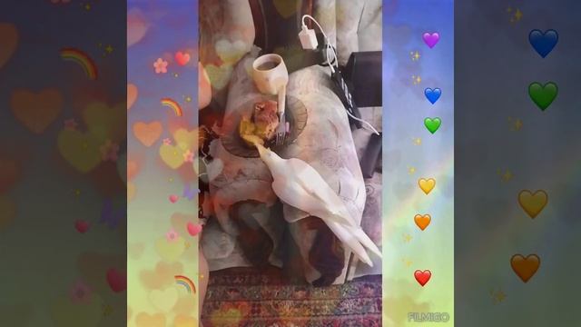Ричик ест нашу еду😱