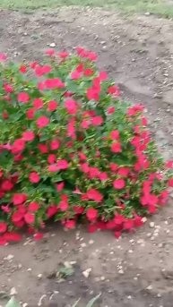 ПРОГУЛКА ПОСЛЕ ДОЖДЯ