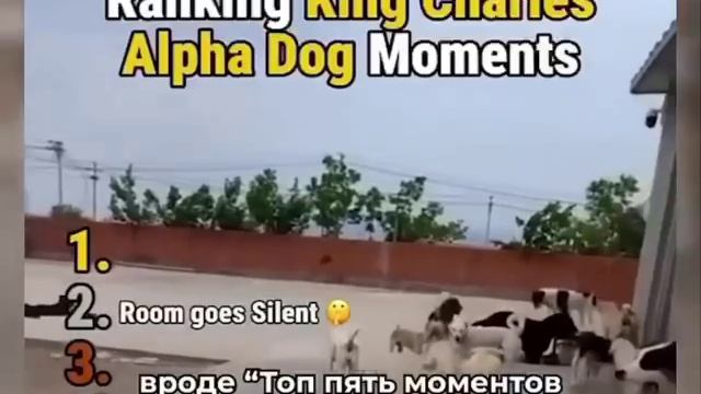 Самая известная собака.😅🐶
