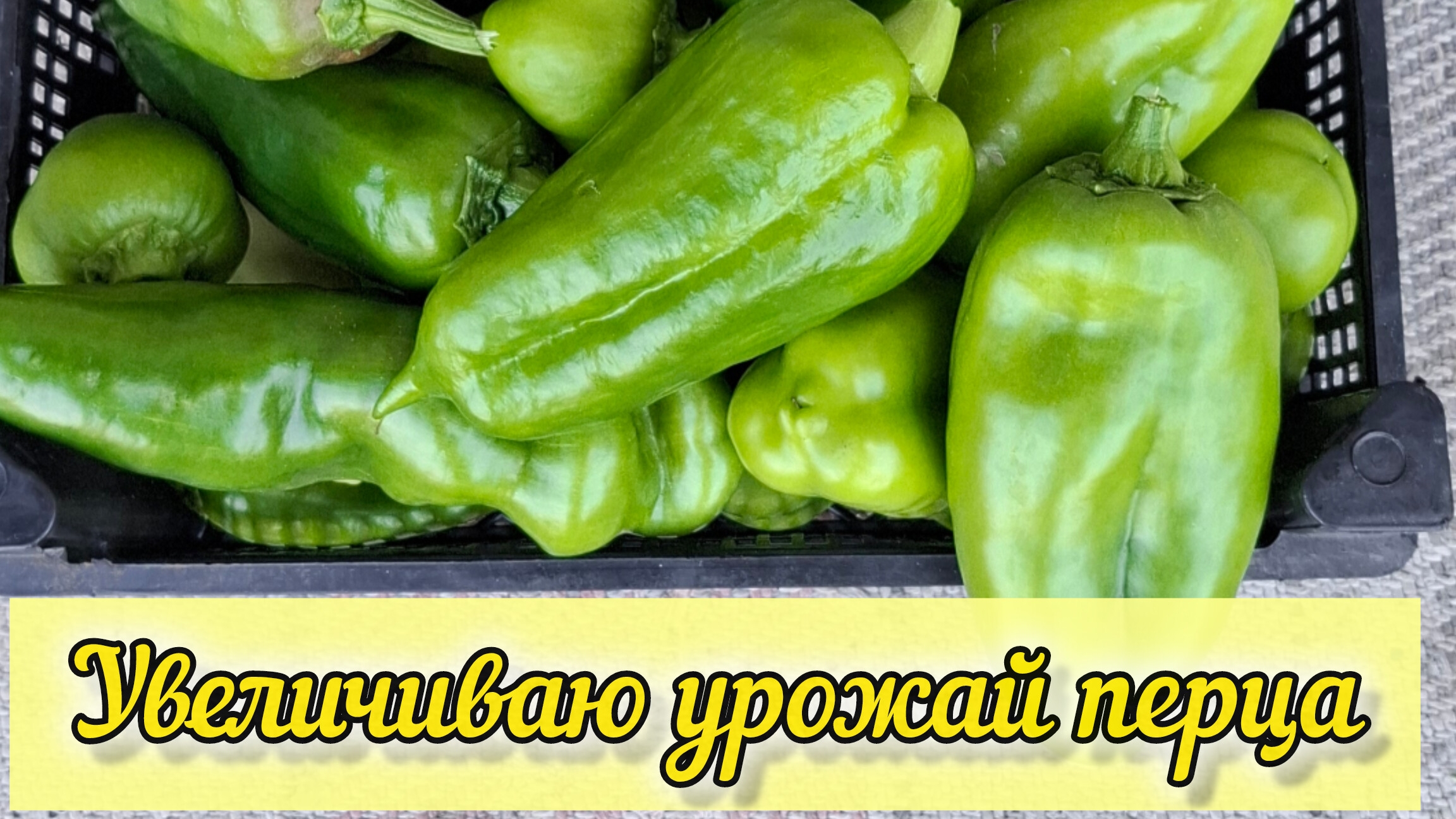 Перца будет в 2 раза больше.
