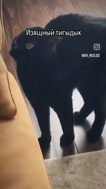 Изящный тыгыдык