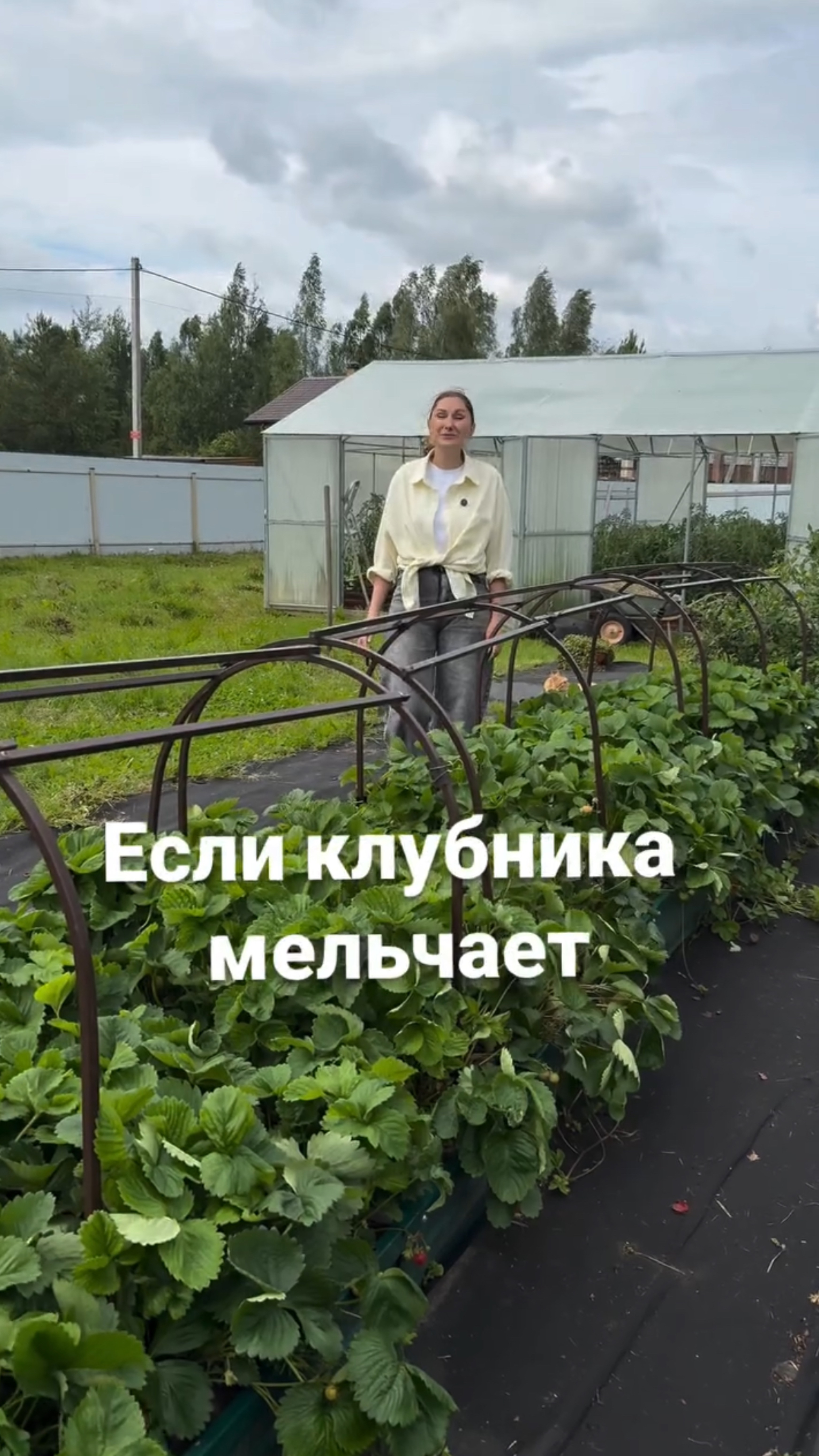 Если клубника мельчает или ягод мало, то пора её обновить