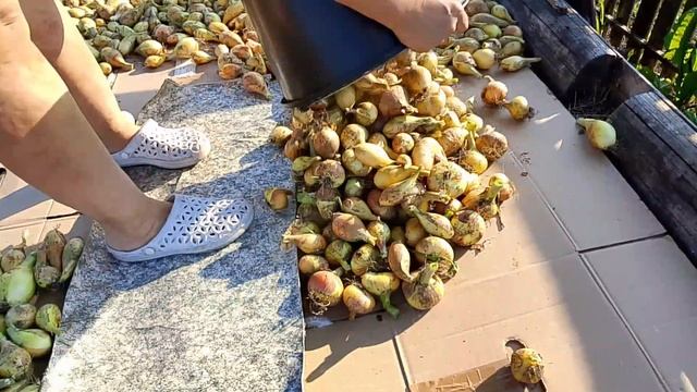 Этот год подарил нам богатый урожай лука.  Сушка и хранение лука.