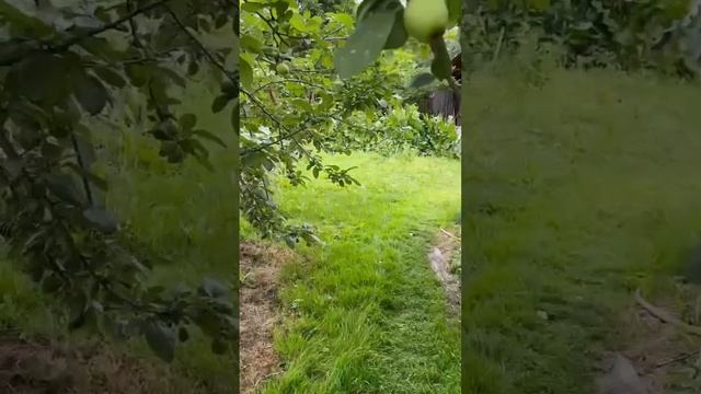 Свердловская обл. г. Нижний Тагил, сад ОЗЕРКИ.