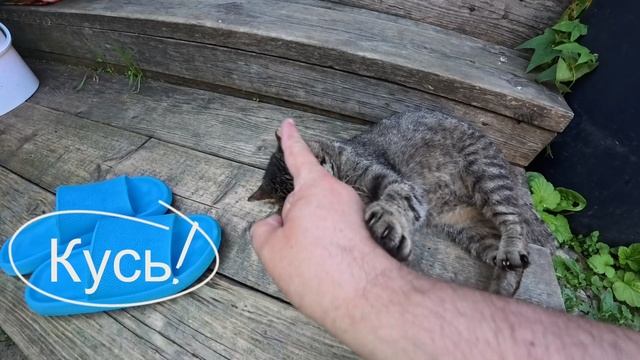 Кот окраса табби в добрые руки 7466718978