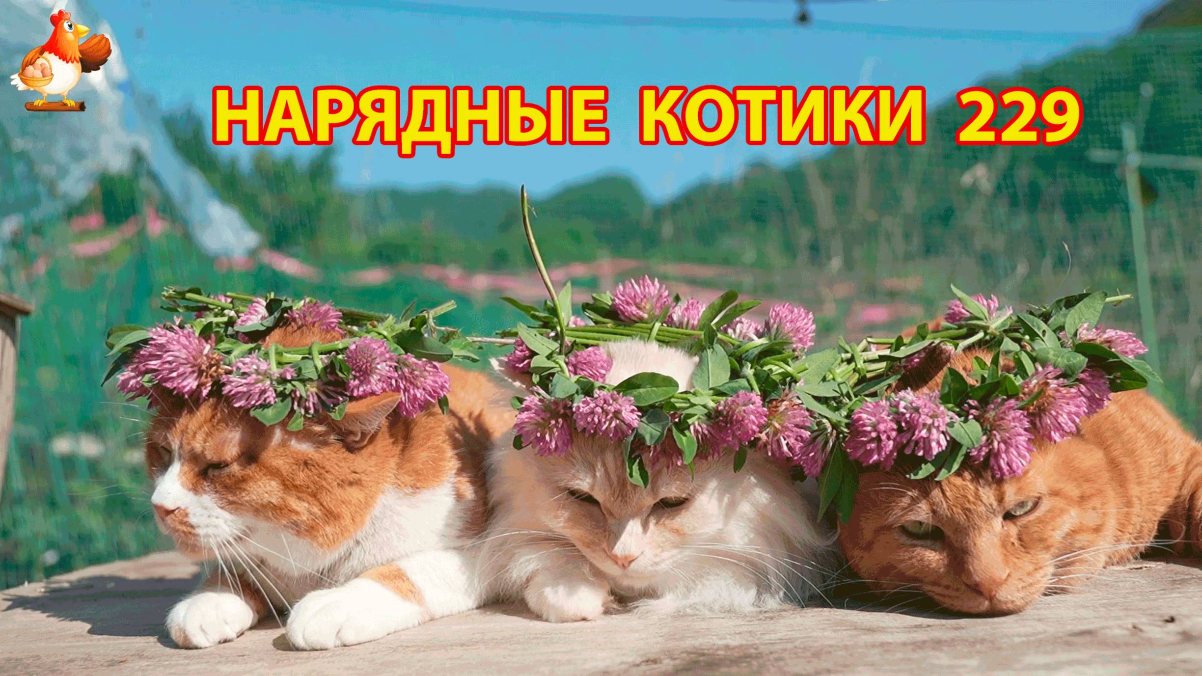 Нарядные Котики расслабляются на солнышке 🌞 🐈🐈🐈 (229)