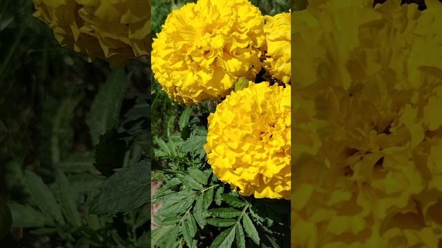 Желтые солнечные шарики на прогулке ( 14 июля)
