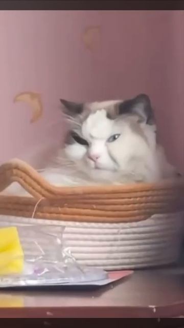 Не будите утром кота