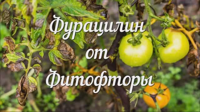 Фурацилин от Фитофторы. Сохраните Чтобы не Потерять!