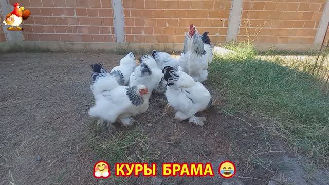 Куры Брама с лохматыми лапами прекрасные несушки (30)