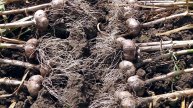 Когда копать чеснок? Благоприятные даты уборки чеснока по лунному календарю в июле 2025 года
