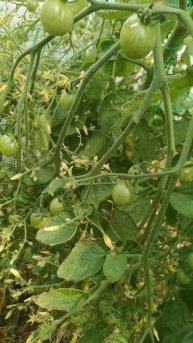 Много-много помидорок