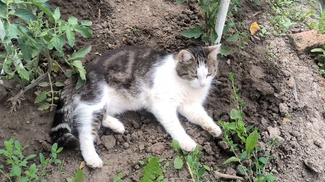 Котик в огороде