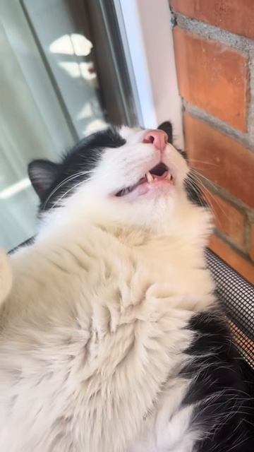 Кошачий релакс
