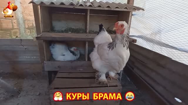 Куры Брама с лохматыми лапами прекрасные несушки (31)