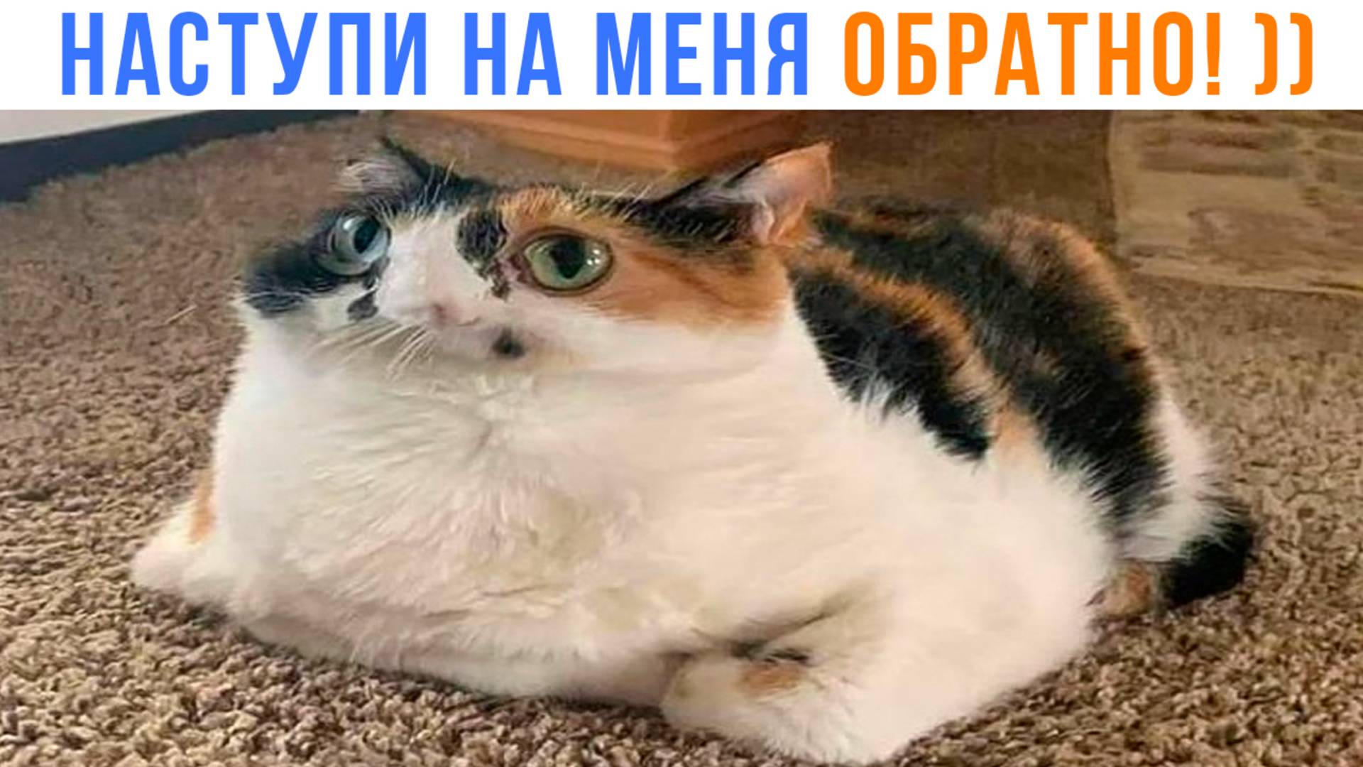 А ТЕПЕРЬ НАСТУПИ НА МЕНЯ ОБРАТНО!  ))) Приколы с котами | Мемозг 1634