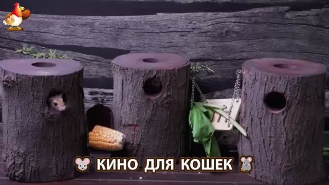 Видео для кошек про крысок развлекать питомцев 🐭🐀😂 (204)