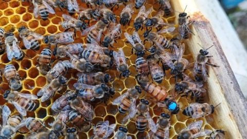 14.07.25. Матка красавица в вчерашнем рое!!!