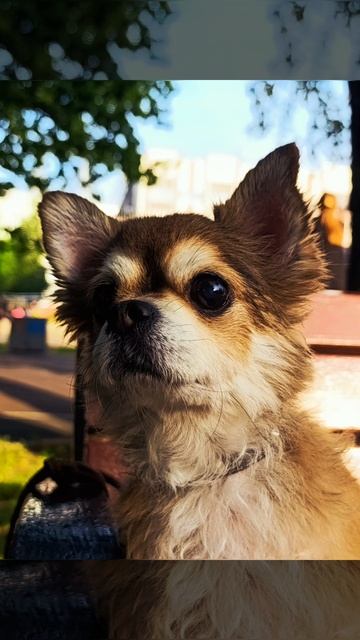 мой любимый питомец♥️