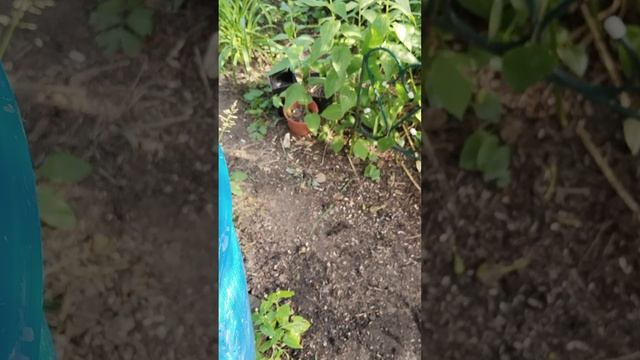 спру часть первая выживание