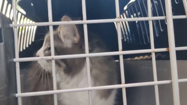 🐈Громкую кошку сняли с дерева московские спасатели🐈