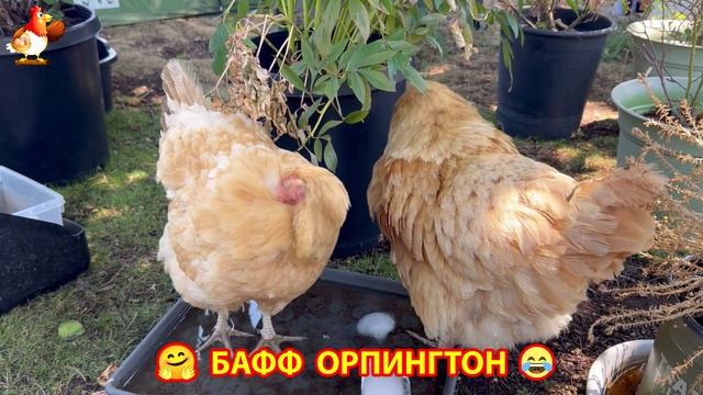 Куры Бафф Орпингтон ласковые золотые несушки❣️🤗😂 (23)