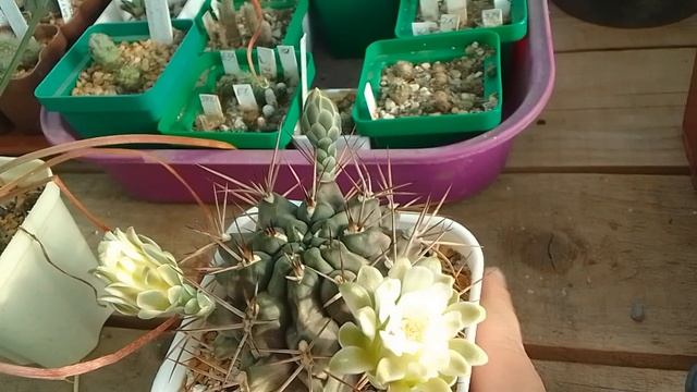 Кактусы, Гимнокалициум Gymnocalycium pungens