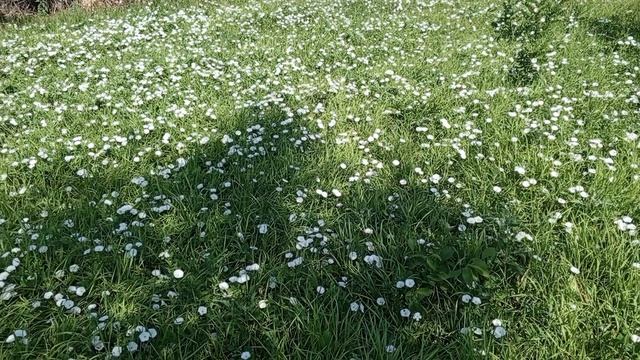 Красота - берёзка на соседнем участке