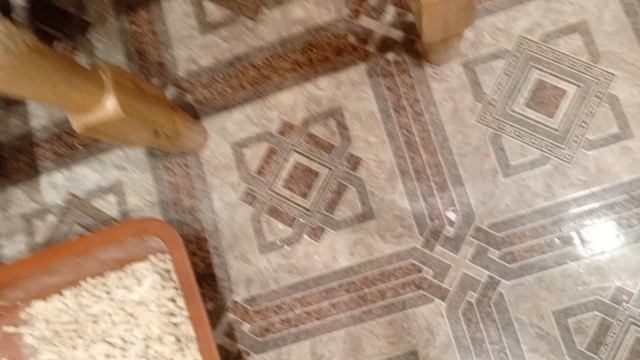 рякция кошки на кошачью мяту