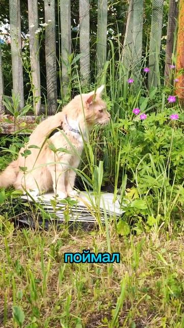 Жизнь в гармонии. #мейкун #котики #котофейка #мейнкун #cat #красиваякошка #моякошка #видосыоткота