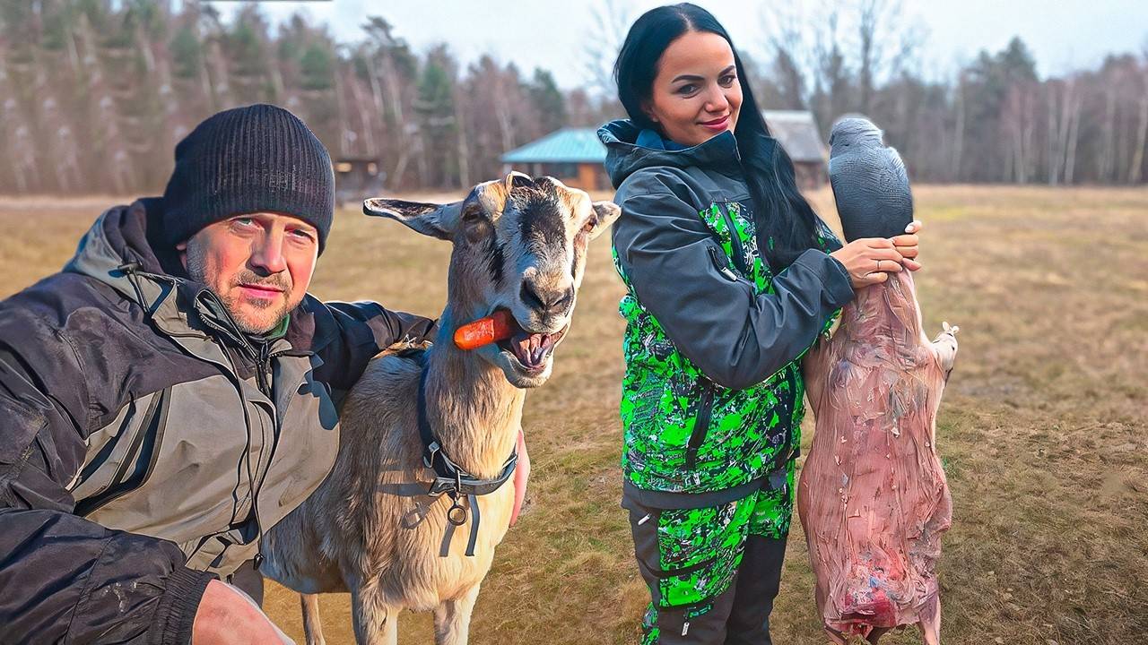 Черничный Релакс. Дикий бобёр в приготовленном виде-деликатес...
