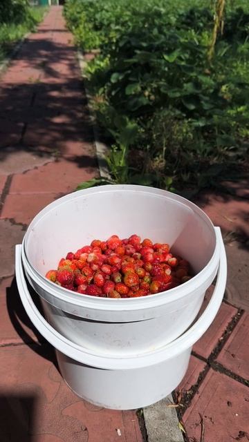 Клубника