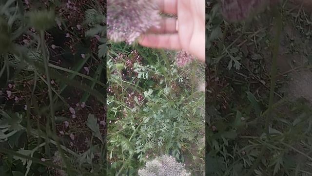 Морковь декоративная " Dara" впечатляет!!!!