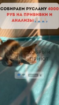 Руслана бросили на дороге #помощь_животным #благотворительность #помощьприюту #спасение_котёнка