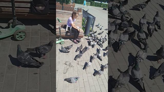 Кормим голубей