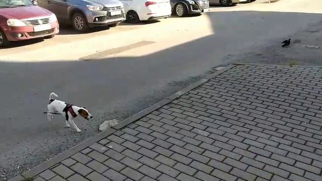 Гулянка