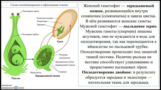 Урок. Общая характеристика покрытосеменных растений