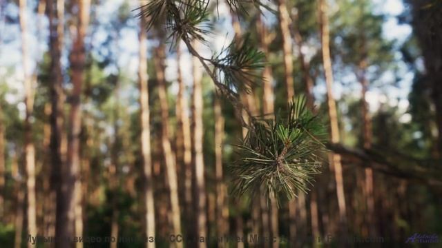 Почему эту песню называют 'проклятой' - PhotobiomodulationStates of Coincidence -- 10 Echo -- Unname