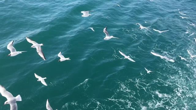 Чайки в Босфорском проливе.