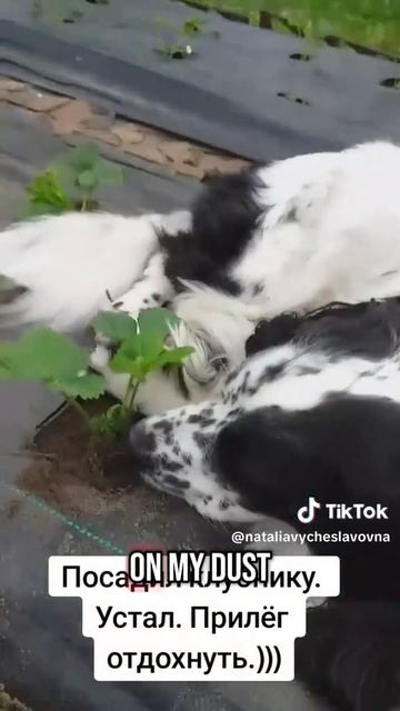 Умка - садовод...)))