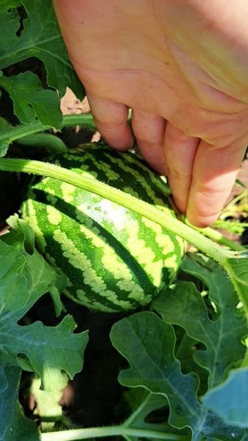 Смотрите какие у нас арбузики! Супер!🍉🍉🍉