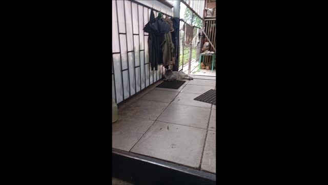 Собака. Кот. Том и коты