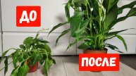Даже ЧАХЛЫЙ СПАТИФИЛЛУМ сразу ОЖИВЕТ и ПЫШНО ЗАЦВЕТЕТ