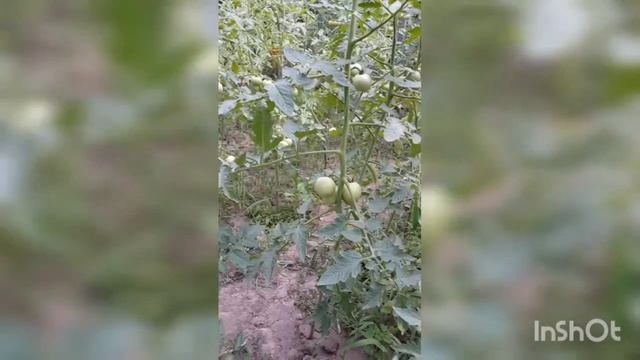 Фурацилин для борьбы с фитофторой на томатах 🍅🍅🍅