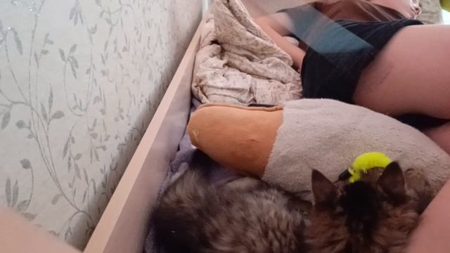 Котик