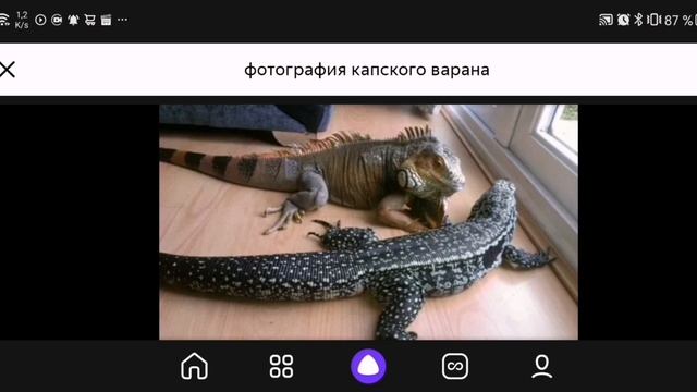 Топ 5 самых больших домашних ящериц