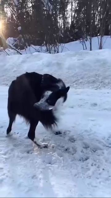 Умная собачка.🥹