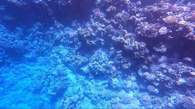 1000017728.mp4